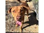 Adopt Sampson - Bonded With Cookie a Mixed Breed