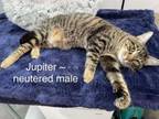 Adopt Jupiter a Domestic Short Hair