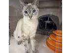 Adopt Adam - Claremont Location *Bonded w/Aaron* a Domestic Short Hair