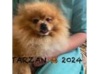 TARZAN needs a LOVING Home