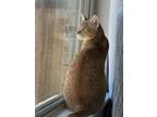 Adopt Red a Tabby, Domestic Short Hair