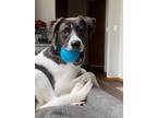 Adopt Milo a Smooth Collie