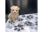 Maltipoo Puppy for sale in Tucker, GA, USA