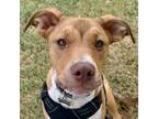 Adopt Dylan a Husky, Boxer