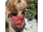 Adopt Rowan a Standard Poodle