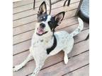 Adopt Rio a Australian Cattle Dog / Blue Heeler