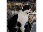 Adopt Justin a Domestic Short Hair