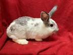 Adopt Petrie a Bunny Rabbit