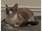 Adopt Apollo a Domestic Short Hair, Siamese