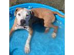 Adopt Olaf (Blitz) a Pit Bull Terrier, Mixed Breed