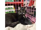 Adopt Jon Snow a American Shorthair