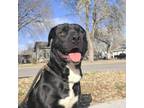 Adopt AC Robert a Labrador Retriever