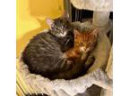 Adopt Hubert and/or Apollo a Tabby, Domestic Short Hair