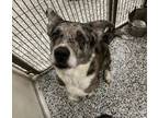 Adopt Patches a Border Collie