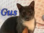 Adopt Gus a American Shorthair