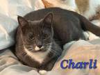 Adopt Charlie a American Shorthair