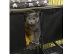 Adopt Bibby (bonded with Tybbi) a Domestic Short Hair