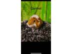 Adopt Carmel a Guinea Pig