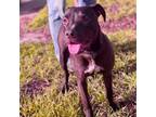 Adopt Clark a Black Labrador Retriever, Staffordshire Bull Terrier