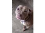Adopt SAMMY a Pit Bull Terrier, American Staffordshire Terrier