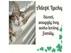 Adopt Lucky a Tabby