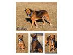 Adopt Rufus a Hound, Labrador Retriever