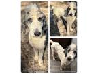 Adopt Marshmallow a Standard Poodle