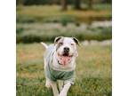 Adopt Mike a Pit Bull Terrier
