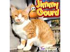 Adopt Jimmy Gourd a Domestic Short Hair