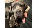 Adopt Kylo a Cane Corso