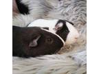 Adopt Marlon and Alfie a Guinea Pig