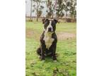 Adopt Johnny (aka Journey) a Pit Bull Terrier