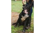 Adopt Buddy a Mixed Breed, Black Labrador Retriever