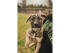 Adopt Puppies x4 (4 male left) a German Shepherd Dog, American Staffordshire