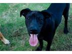 Adopt ZAFIRO a Black Labrador Retriever