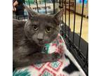 Adopt Colton a Domestic Short Hair