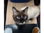 Adopt Ferrero a Snowshoe, Siamese