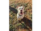 Adopt Dover a Pit Bull Terrier