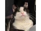 Adopt Cody a American Shorthair