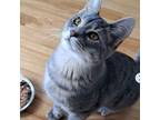 Adopt Ice a Domestic Short Hair