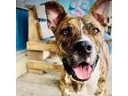 Adopt Magnum a American Staffordshire Terrier