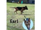 Adopt Earl a German Shepherd Dog