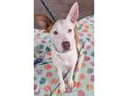 Adopt Arlington #54711 a Ibizan Hound, Pit Bull Terrier