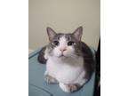 Adopt Chive a Domestic Short Hair
