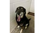 Adopt Harry a German Shepherd Dog, Shepherd