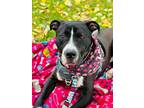 Adopt Pub Sub a Mixed Breed, Pit Bull Terrier