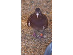 Adopt Jack Sparrow a Pigeon