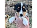 TRAINABLE Basenji Sheltie Pup!