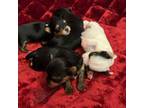 AKC Yorkie Puppies