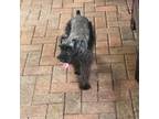 Schnauzer (Miniature) Puppy for sale in Miami, FL, USA